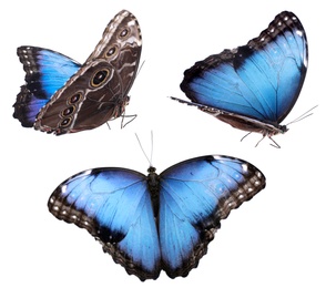 Image of Set of beautiful blue morpho butterflies on white background