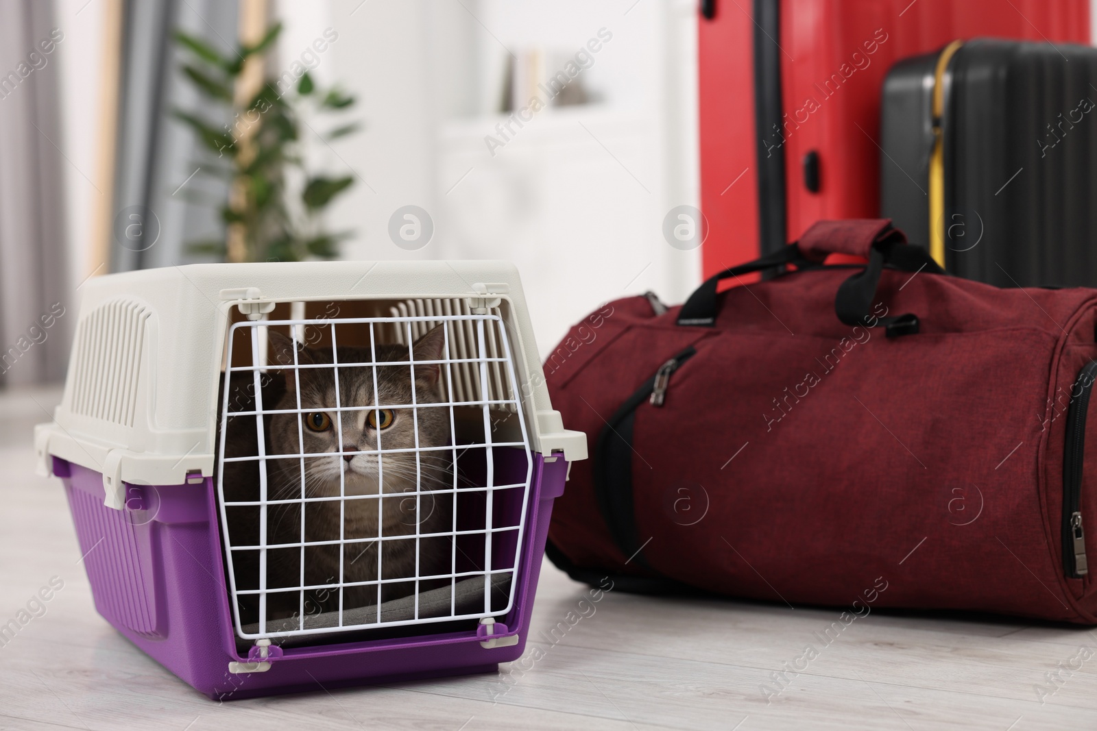 Photo of Travel with pet. Cute cat in carrier and bag at home