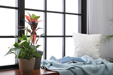 Photo of Different potted plants, blanket, book and pillow on window sill at home