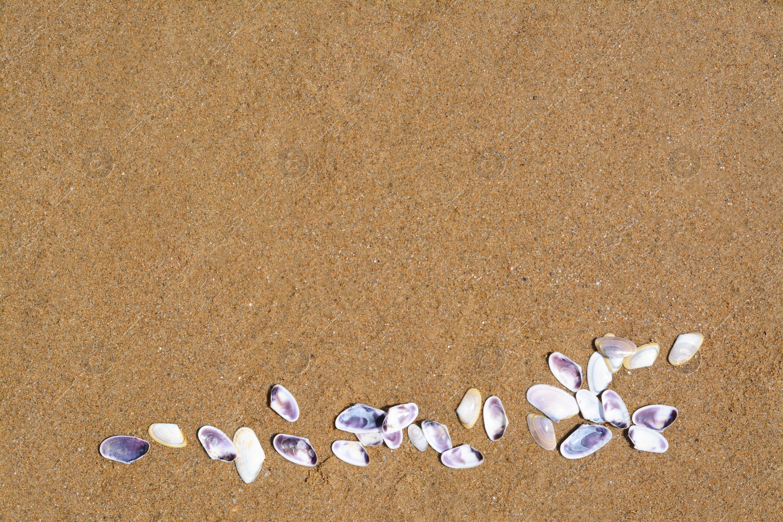 Photo of Many beautiful sea shells on wet sand, flat lay. Space for text