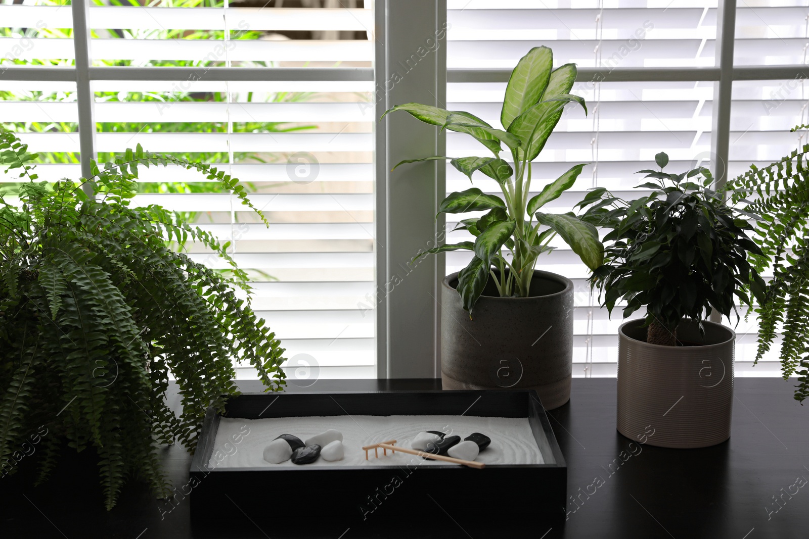 Photo of Beautiful miniature zen garden and potted plants on black table indoors