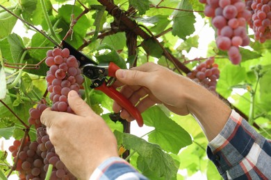 Farmer with secateurs picking ripe red grapes in garden, closeup