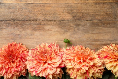 Photo of Beautiful dahlia flowers on wooden background, flat lay. Space for text