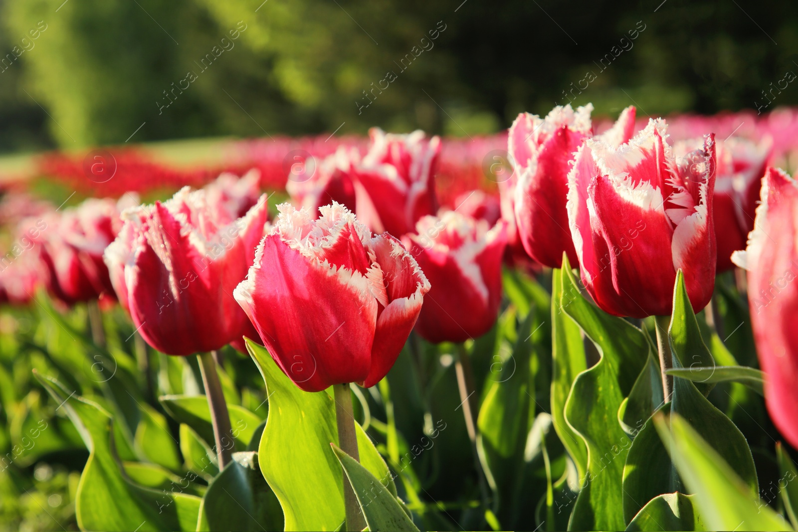 Photo of Beautiful pink tulip flowers growing in field on sunny day, closeup