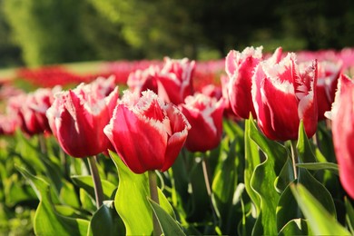 Photo of Beautiful pink tulip flowers growing in field on sunny day, closeup