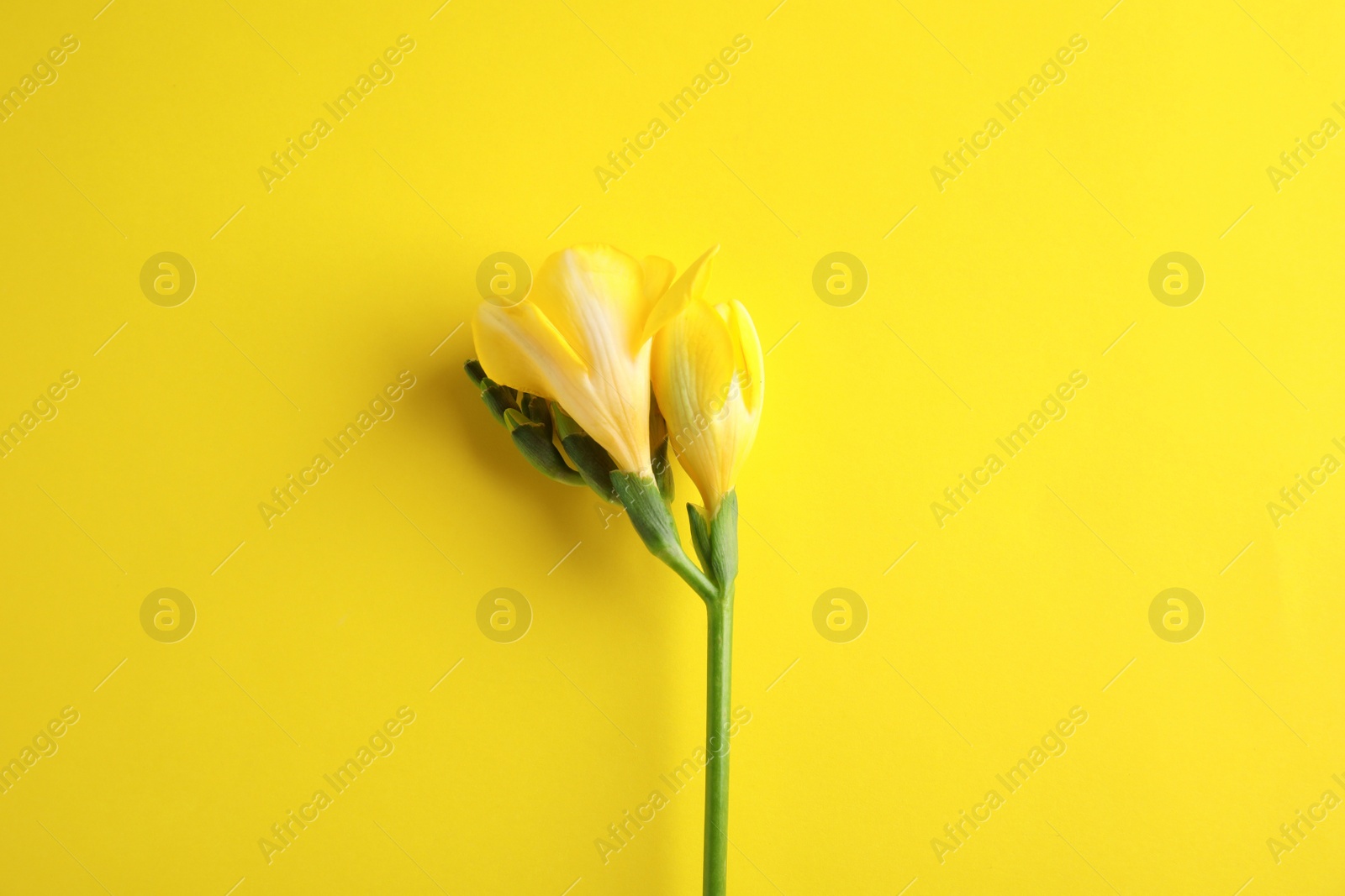 Photo of Beautiful freesia with fragrant flowers on color background, top view