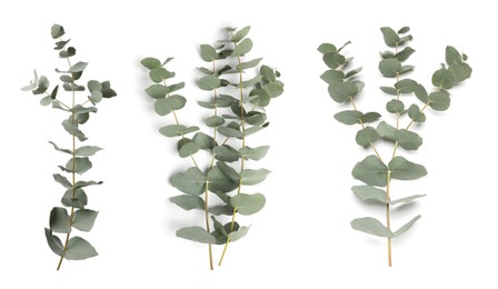 Image of Eucalyptus branches with fresh leaves on white background, collage. Banner design