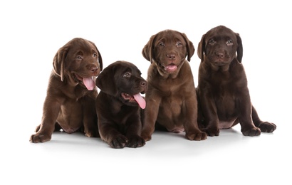 Photo of Chocolate Labrador Retriever puppies on white background