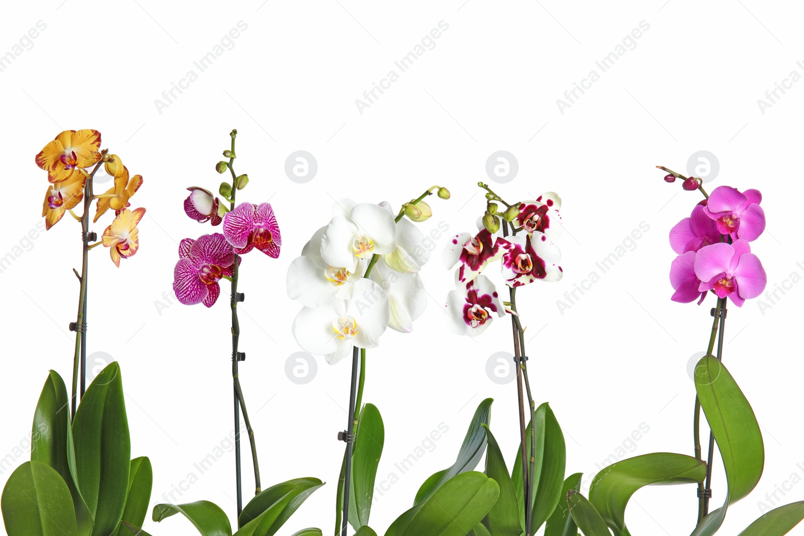 Photo of Beautiful tropical orchid flowers on white background