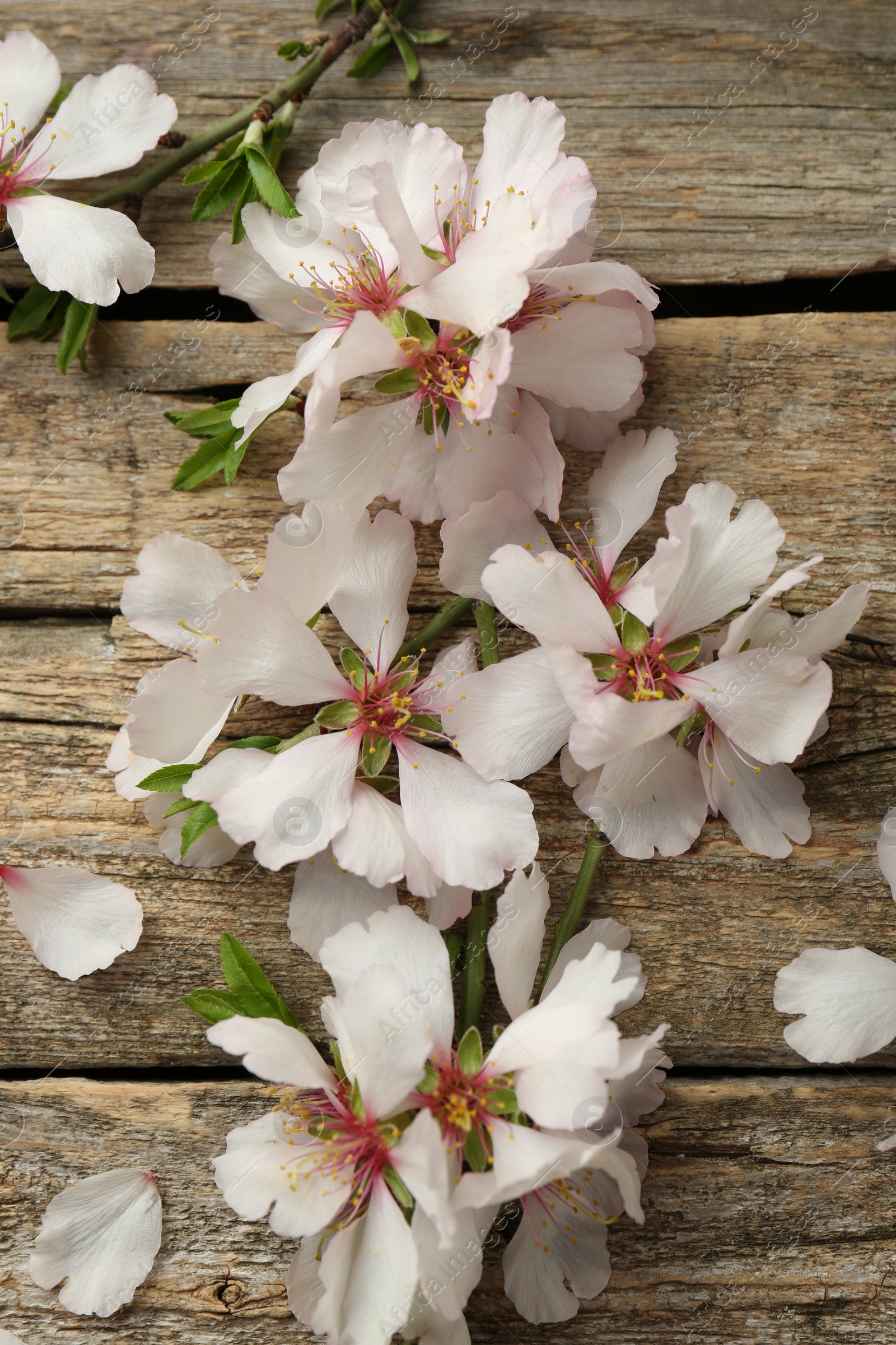 Photo of Beautiful blossoming tree branches and flower petals on wooden table, flat lay. Spring season