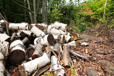 Photo of Cut firewood on ground near forest in autumn, space for text