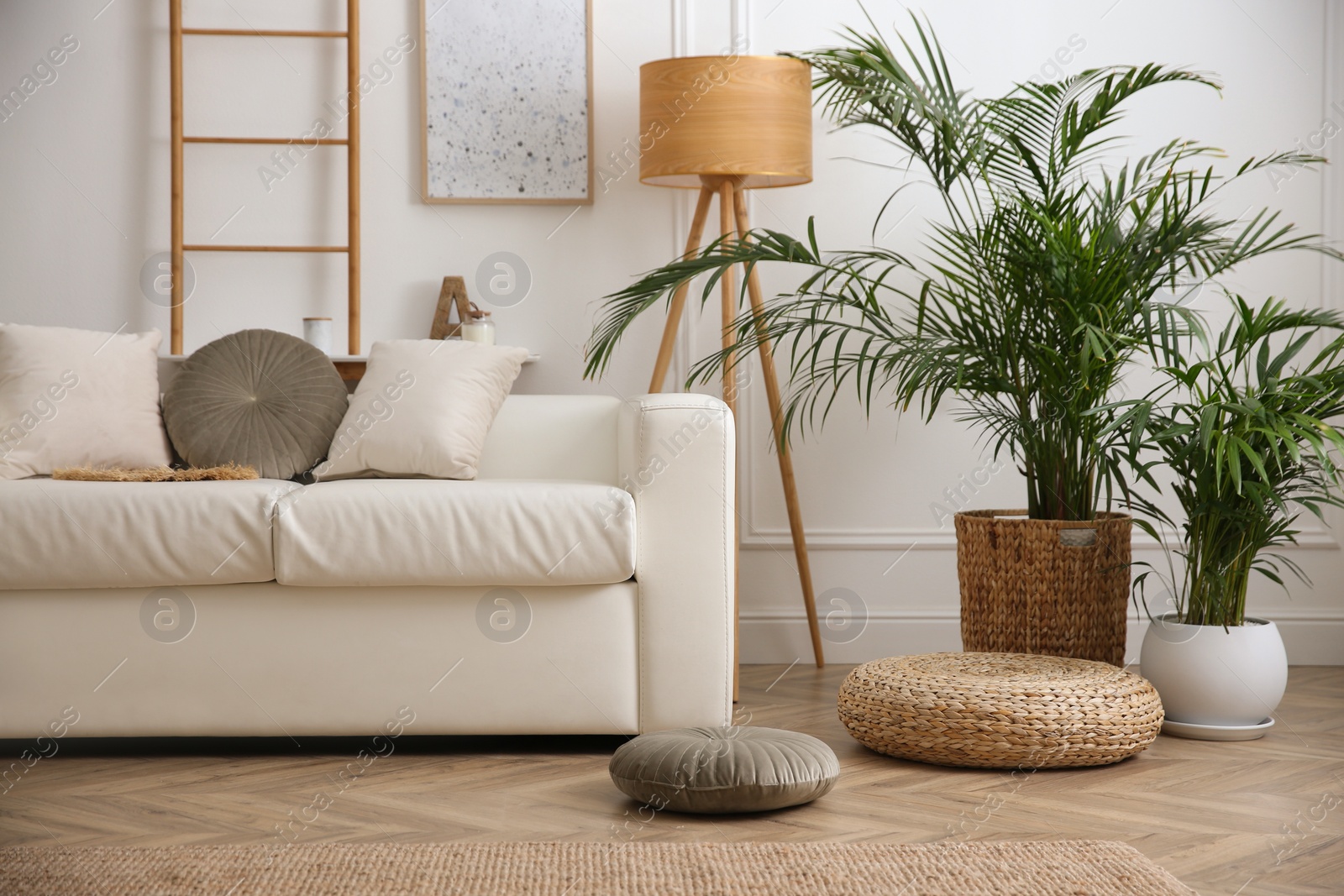 Photo of Beautiful potted house plants in stylish living room