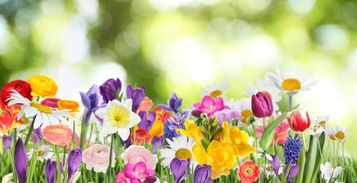 Image of Many beautiful spring flowers outdoors on sunny day, banner design