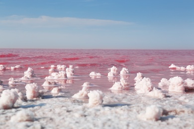 Beautiful view of pink lake on sunny day