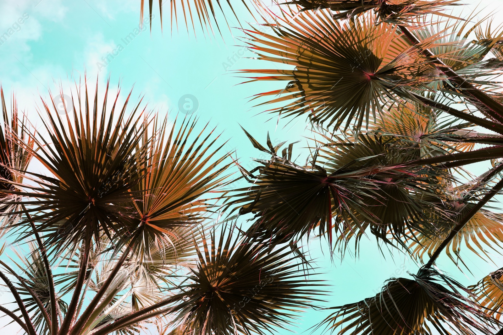 Image of Beautiful palm trees outdoors on sunny summer day, bottom view. Stylized color toning