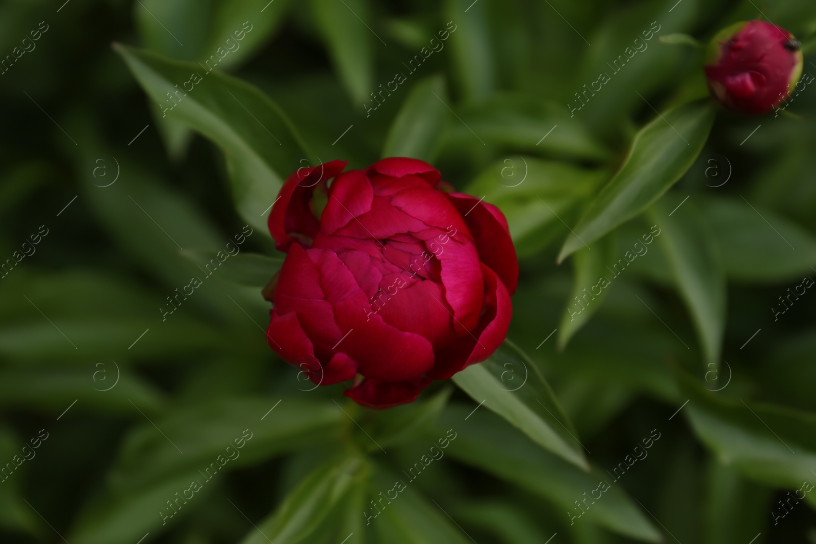 Photo of Beautiful burgundy peony bud on bush outdoors, closeup