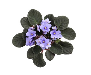 Beautiful violet flowers isolated on white, top view. Plant for house decor