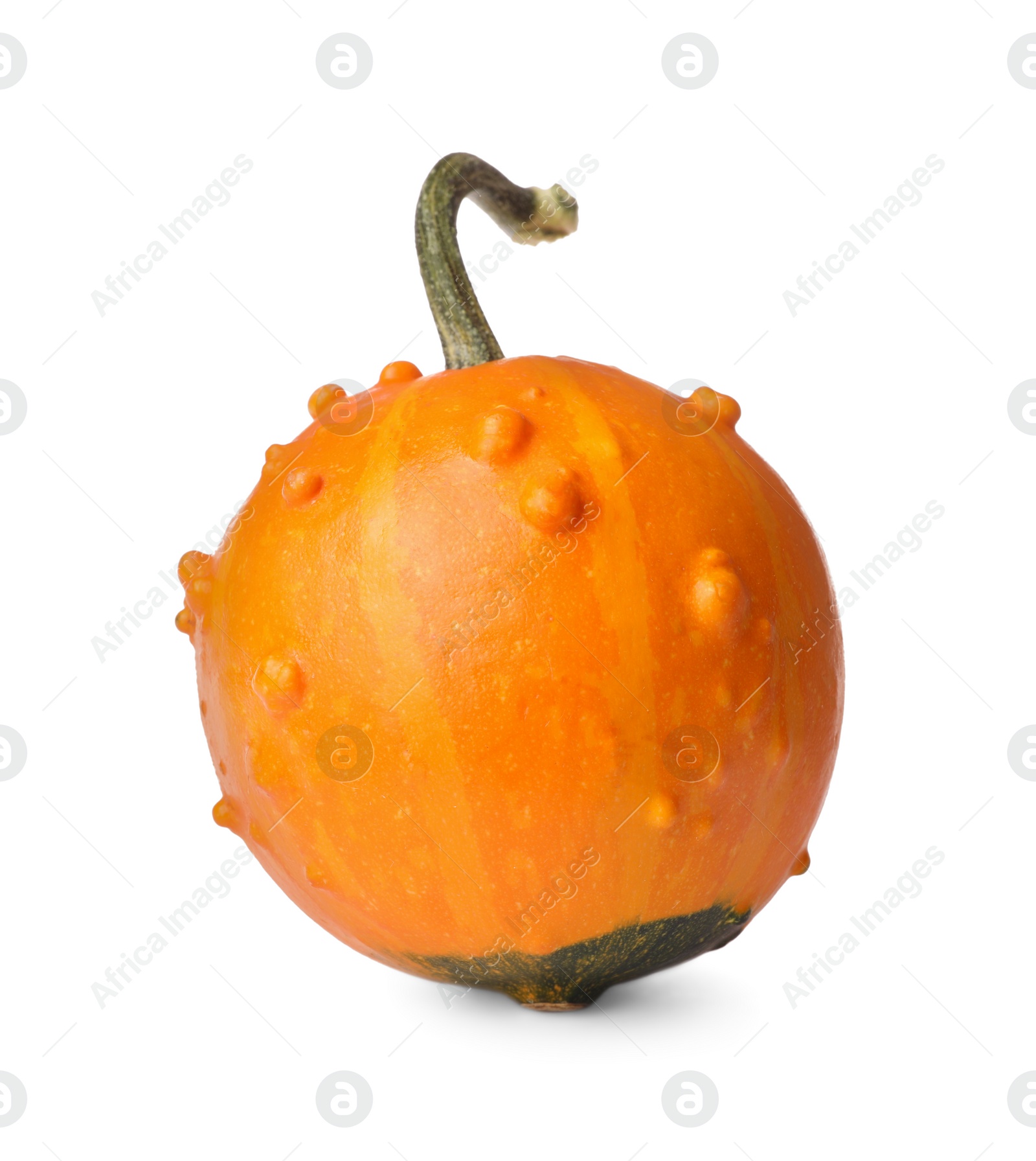 Photo of One fresh orange pumpkin isolated on white