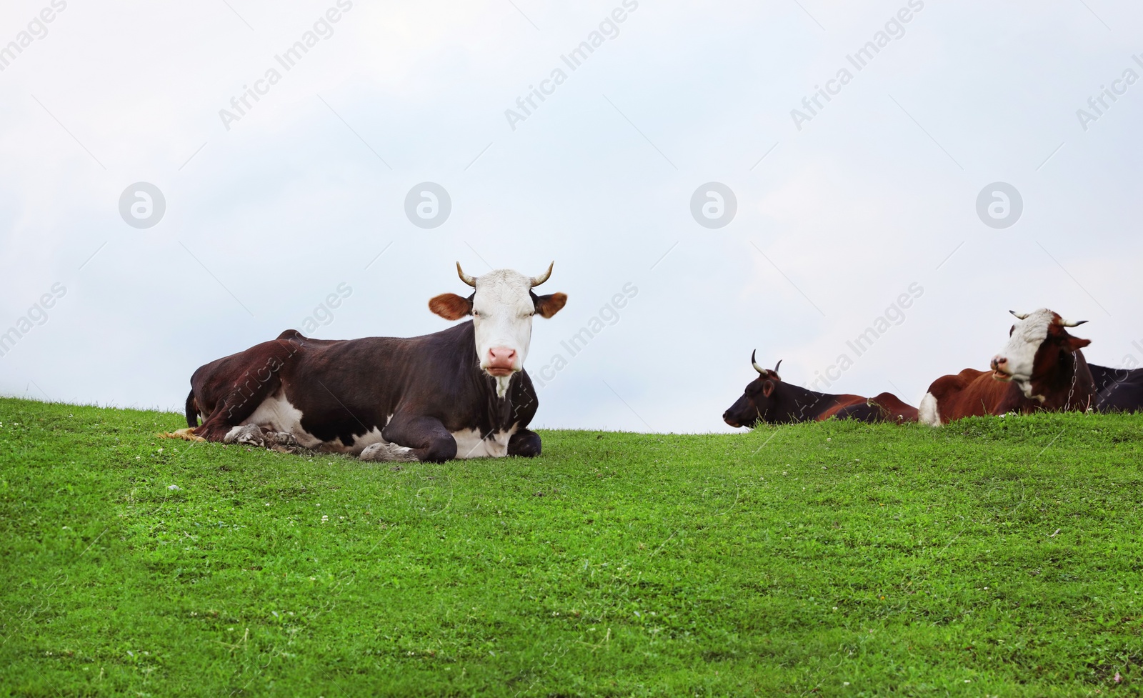 Photo of Herd of beautiful cows on green hill