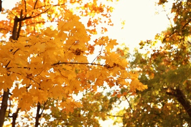 Tree in park, focus on autumn leaves