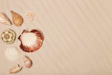 Photo of Seashells on beach sand, top view with space for text