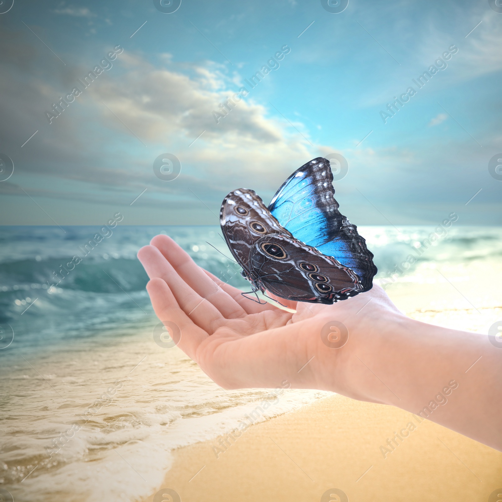 Image of Woman holding beautiful morpho butterfly on sandy beach, closeup