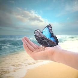 Woman holding beautiful morpho butterfly on sandy beach, closeup