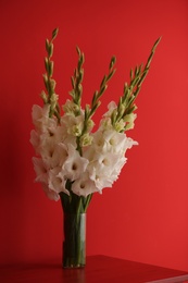 Vase with beautiful white gladiolus flowers on wooden table against red background