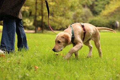 Photo of Woman with adorable Labrador Retriever puppy walking outdoors, closeup