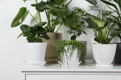 Many beautiful green potted houseplants on white chest of drawers indoors