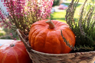 Photo of Wicker basket with beautiful heather flowers and pumpkins outdoors on sunny day, closeup