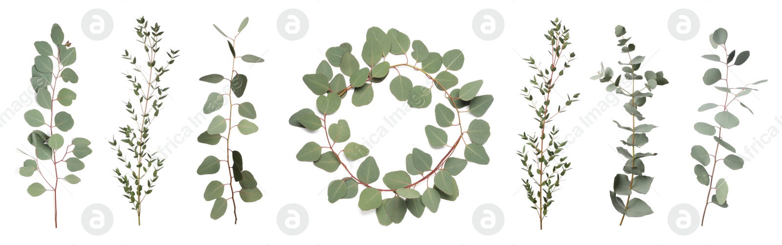 Image of Eucalyptus branches with fresh leaves on white background, collage. Banner design