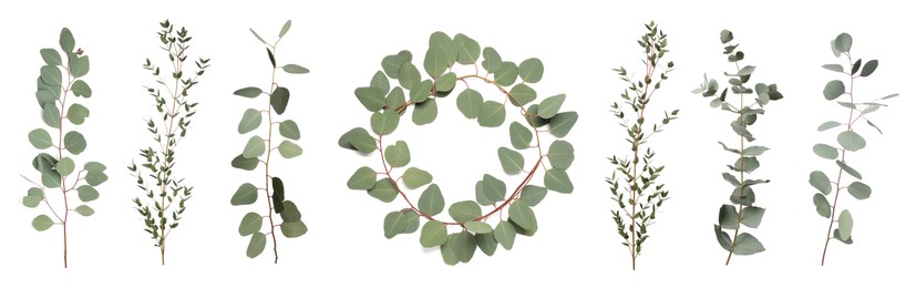 Image of Eucalyptus branches with fresh leaves on white background, collage. Banner design