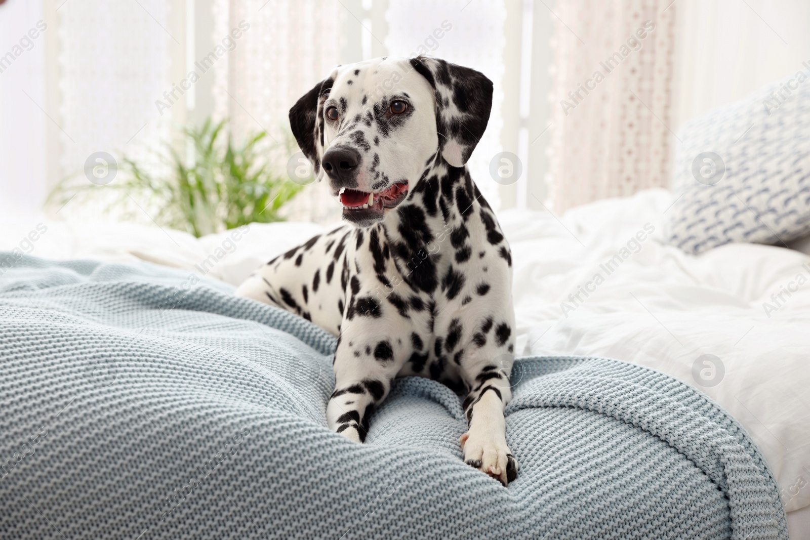 Photo of Adorable Dalmatian dog lying on bed indoors