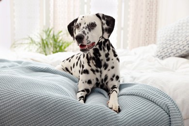 Adorable Dalmatian dog lying on bed indoors