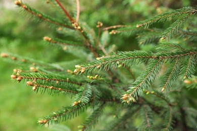 Photo of Green branches of beautiful conifer tree with small cones outdoors, closeup