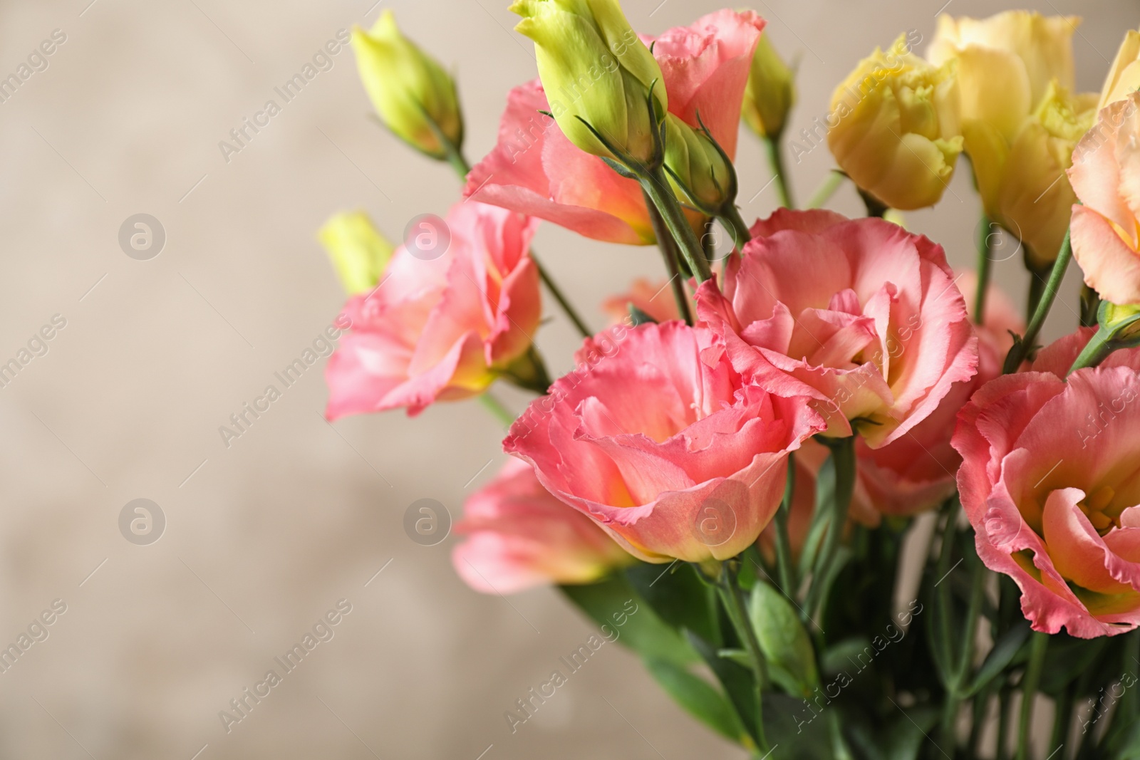 Photo of Beautiful Eustoma flowers against beige background, closeup