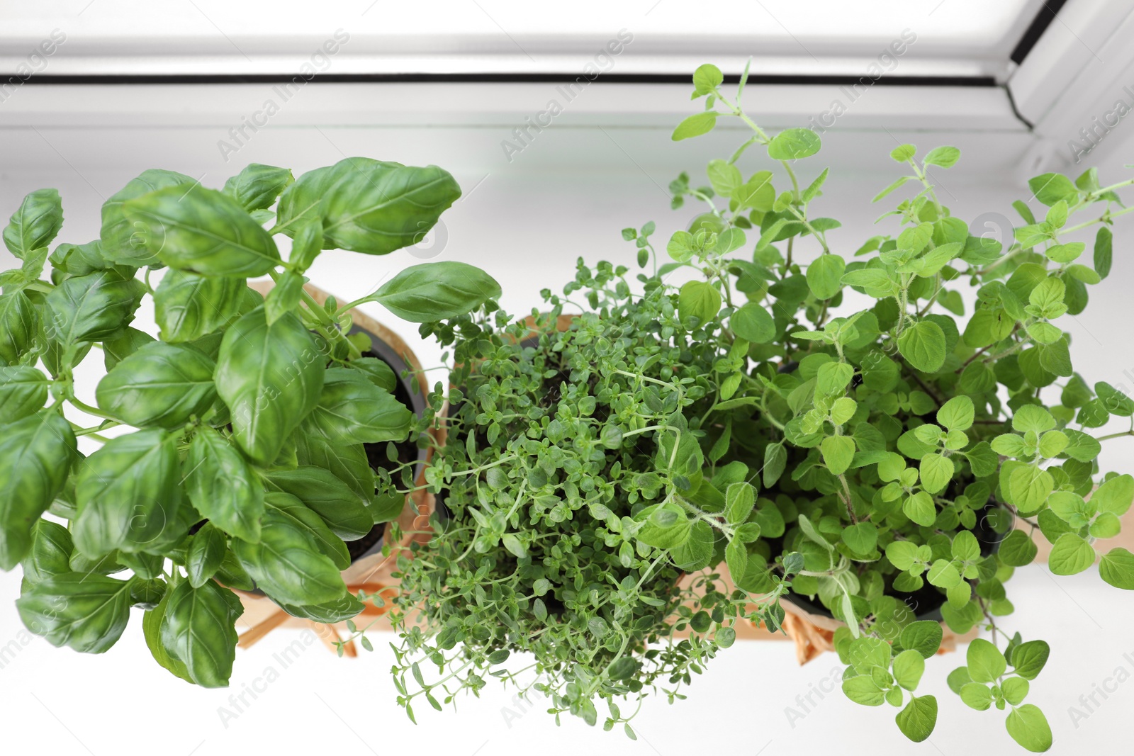 Photo of Different fresh potted herbs on windowsill indoors, above view