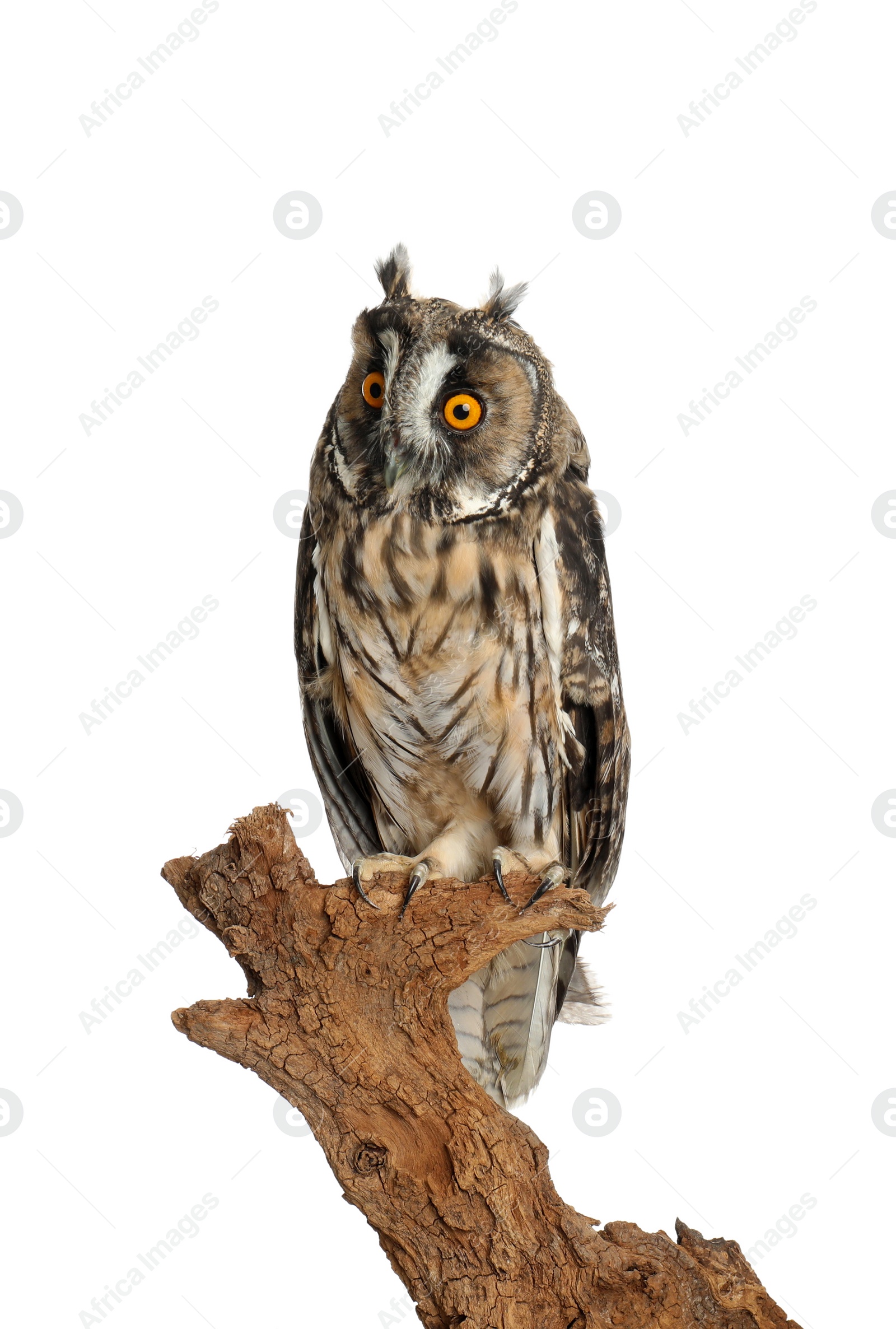 Photo of Beautiful eagle owl on twig against white background. Predatory bird