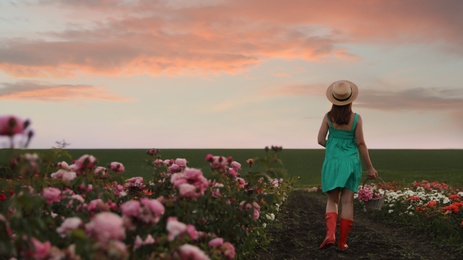 Woman with basket of roses in beautiful blooming field