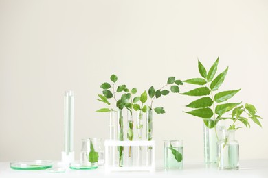 Laboratory glassware with plants on white table