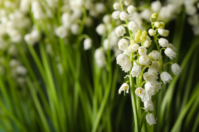 Photo of Beautiful lily of the valley flowers on blurred background, closeup. Space for text