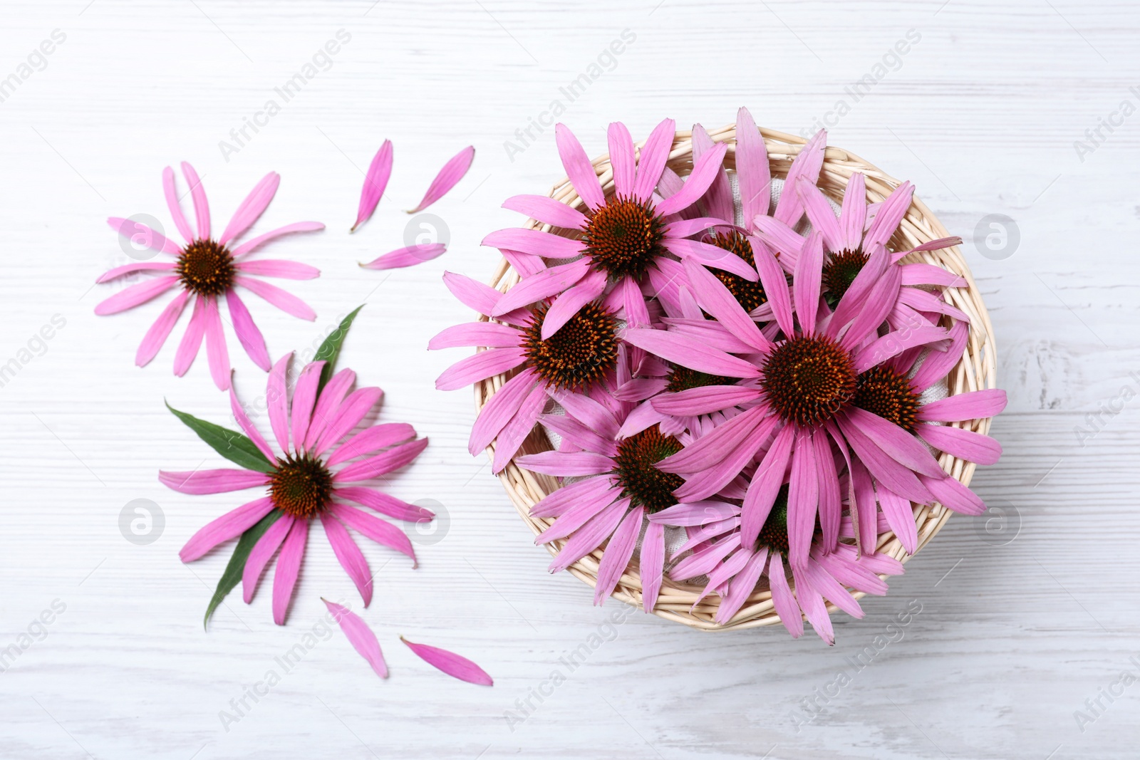 Photo of Beautiful echinacea flowers on white wooden table, flat lay