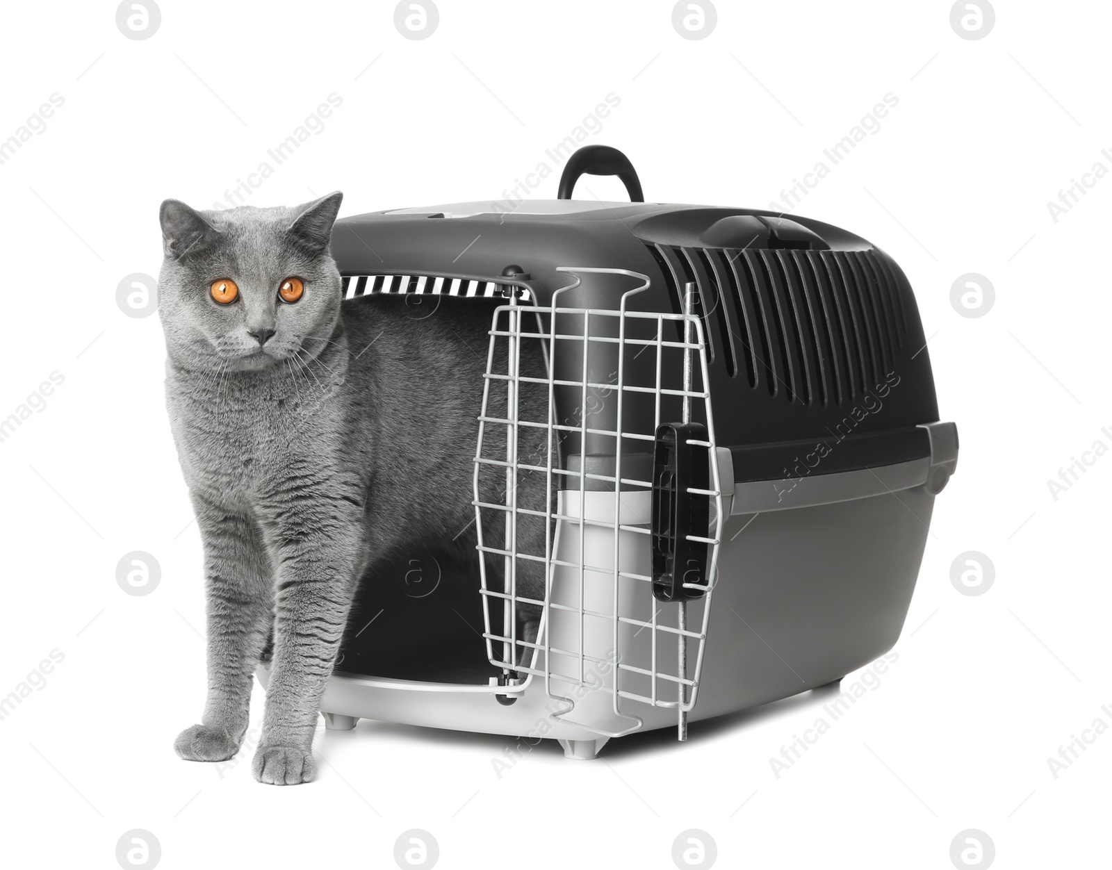 Photo of Adorable grey British Shorthair cat inside carrier on white background