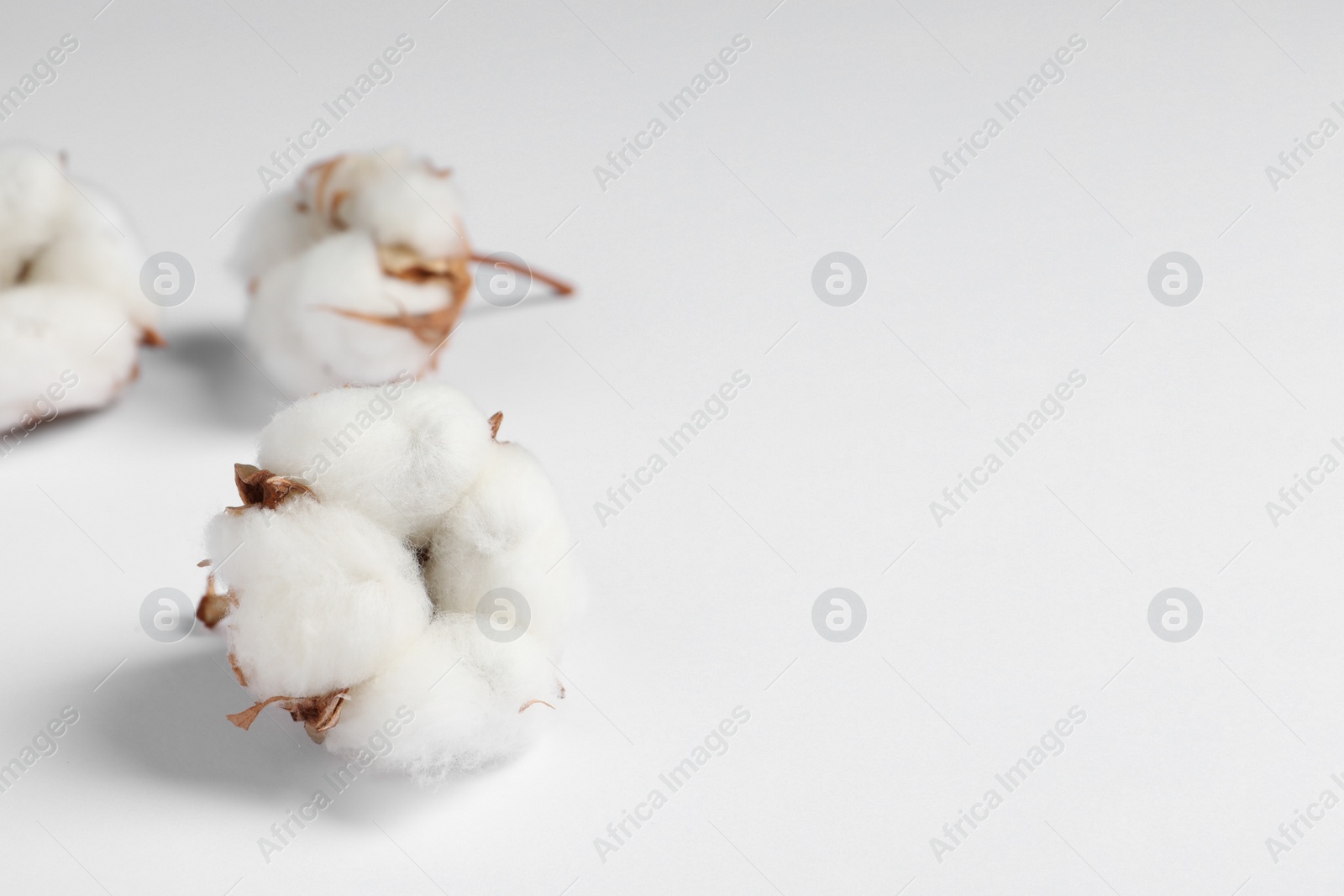 Photo of Cotton flowers on white fluffy background, closeup. Space for text