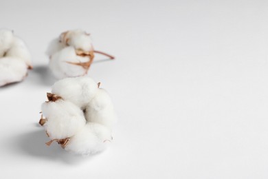 Cotton flowers on white fluffy background, closeup. Space for text