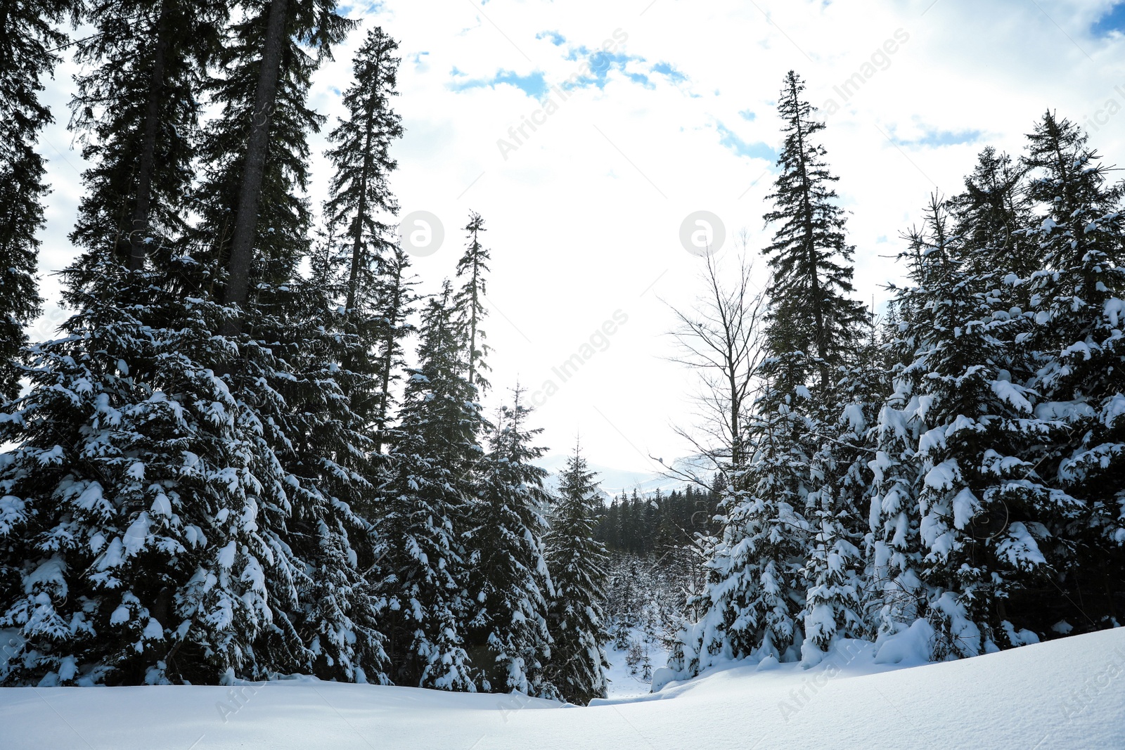 Photo of Picturesque view of snowy coniferous forest on winter day