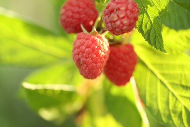 Photo of Raspberry bush with tasty ripe berries in garden, closeup