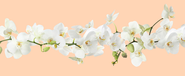 Branch of beautiful orchid on beige background. Banner design