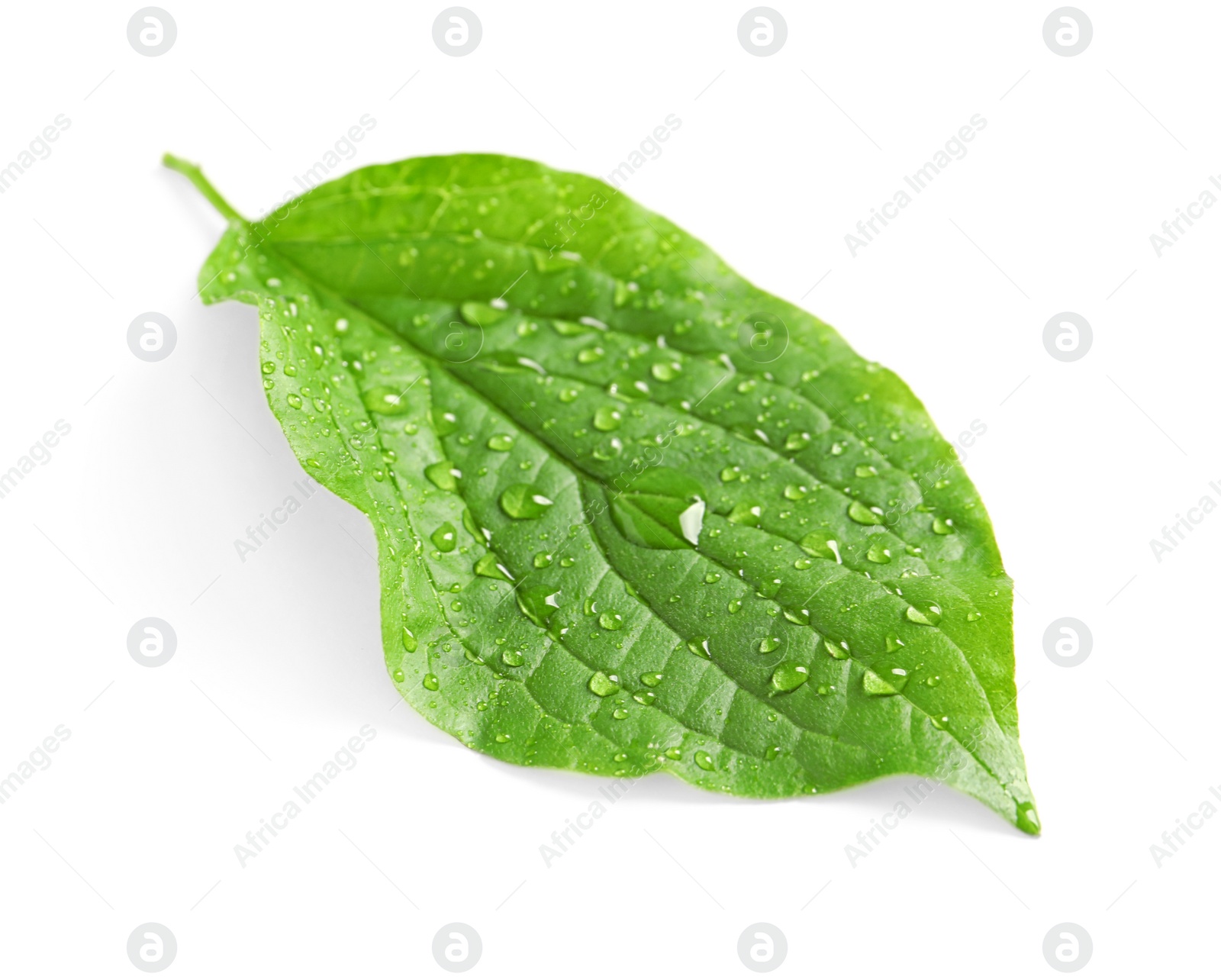 Photo of Green leaf with dew on white background